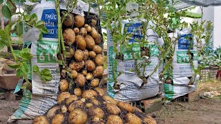 Why do potatoes grow in bags of soil have so many tubers Here is the answer [upl. by Domela]