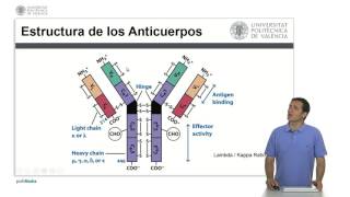 Anticuerpos  325  UPV [upl. by Acey909]