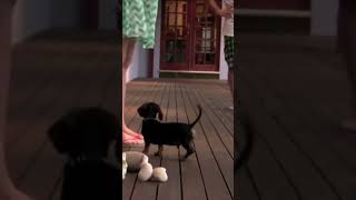 Funny Dachshund Adorably Protects Pet Parent [upl. by Ahsinan128]