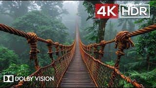 Green AMBIENCE DOLBY VISION 4K HDR  So Real Youll Forget Youre Inside 60 FPS [upl. by Lleinad311]