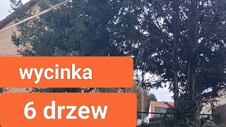 wycinką drzew  arborysta [upl. by Firahs42]