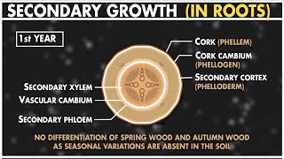 Anatomy of Flowering Plants  Secondary Growth  L5  NEET 202223  Unacademy NEET  Komal Yadav [upl. by Larrie]