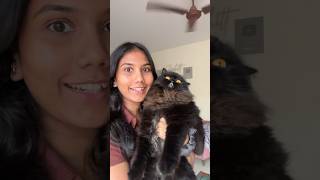 4 ways to know if your cats love you or not 🥹❤️ cat feline cuteanimal [upl. by Anitrebla]