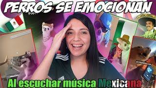 Perritos se emocionan y reaccionan de manera unica al escuchar musica mexicana lo disfrute mucho [upl. by Canty]