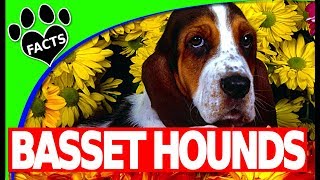 Top 10 Fun Facts About Basset Hounds  Dogs 101 [upl. by Gagnon]