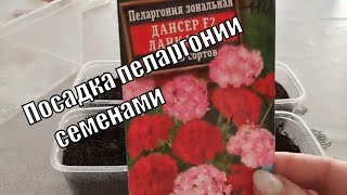 Посев ПЕЛАРГОНИИ семенами в домашних условиях Как получить хорошие всходы [upl. by Nuris442]