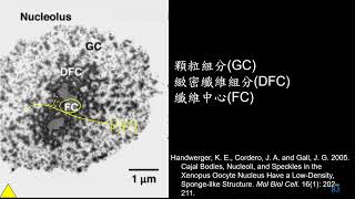 11301選修生物一1213補充核仁的構造組成三射有字幕 [upl. by Edwyna]