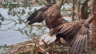 Eagle EATING a CAT [upl. by Hakan]