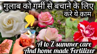 गर्मी से गुलाब को बचाने के लिए कर ले ये 5 काम और इस घर के खाद का प्रयोग  Rose Plant Growing Tips [upl. by Oriaj]