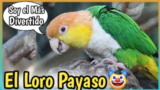 Loro Caique Cabeza Naranja Hablando El Caique parrot Cuidados Alimentación precio [upl. by Heda]