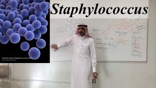 Staphylococcus [upl. by Jabe]