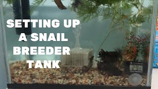 SETTING UP A SNAIL BREEDING TANK [upl. by Cornish678]