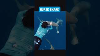 Facts About Nurse Shark [upl. by Nessej506]