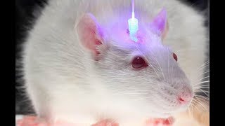 What is Optogenetics [upl. by Garrot]