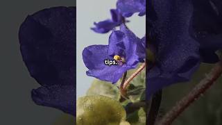 How to Care for African Violets the RIGHT WAY [upl. by Siradal]