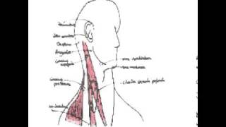 Cavité buccale oropharynx et glandes salivaires [upl. by Novoj212]