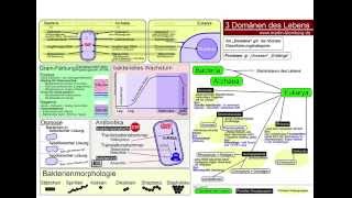 3 Domänen des Lebens  Protisten [upl. by Thom]