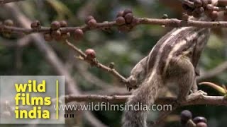 Fivestriped Palm Squirrel feeding on Ficus berries [upl. by Senilec]