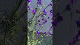 LARKSPUR FLOWER from SEED PURPLE and WHITE [upl. by Holihs]