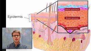 Integumentary System [upl. by Drwde]