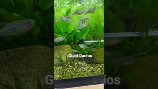 Giant Danio Fish [upl. by Blisse]