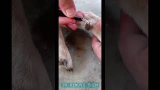 Treatment For Paw Infection  Tick Infected [upl. by Alathia734]