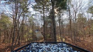 Carolina Wren call Tufted Titmouse Blue Jay [upl. by Annabell]