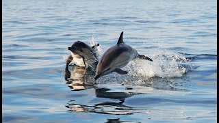 balade avec les dauphins 4K [upl. by Nessie]