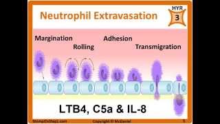 Histamine Prostaglandin Leukotrienes Bradkinin PGE2 LTB4 Chemotactic Factors [upl. by Walling]