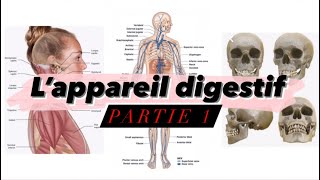 Cours 9 Appareil digestif partie 1  cavité buccale pharynx  œsophage شرح بالدارجة [upl. by Whall]