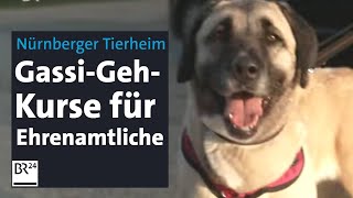 Große TierheimHunde GassiGehKurse für Ehrenamtliche  BR24 [upl. by Thessa620]