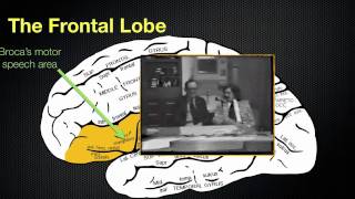 065 The Anatomy and Functions of the Frontal Lobe [upl. by Dorice754]