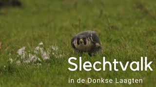 Slechtvalk in de Donkse Laagten 803 [upl. by Einniw683]