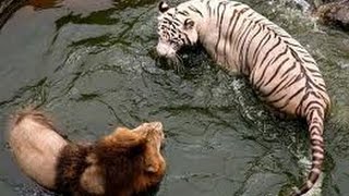 Lion vs Tiger  Amazing Fight [upl. by Nolek]