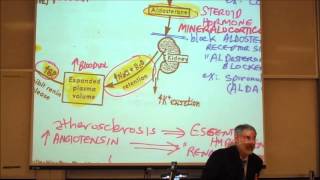 CARDIOVASCULAR DRUGS ANTI HYPERTENSIVE DRUGS by Professor Fink [upl. by Ester]