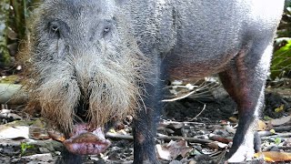 Bornean bearded pig  Sus barbatus [upl. by Nyleve349]