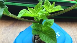 Topping Pepper Plants amp Two Months Results [upl. by Ahsemaj]