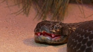 Top 10 Most Venomous Snakes [upl. by Aineg]