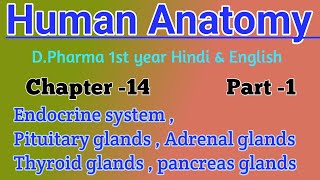 Endocrine system  Pituitary glands  Adrenal glands  Thyroid glands  Pancreas glands D Pharma [upl. by Aicilanna481]