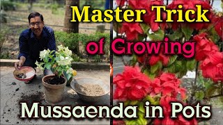 Grow Mussaenda in Pots using this Master Trick [upl. by Adnawak]