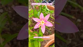 Zephyranthes rosea 🌸🌸🌸🌎🇬🇹agricultura nature vivero gardenflower flowers plantas [upl. by Ojela]