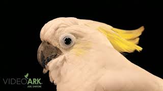 A triton cockatoo Cacatua galerita triton at Anak Burung Tropikana in Bali Indonesia [upl. by Raffaj886]