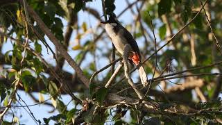 Redwhiskered Bulbul calling 4K [upl. by Naleek671]