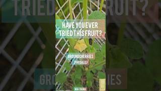 Have you ever tried groundcherries harvest garden groundcherries tastetest yum sweet fruit [upl. by Hammad]