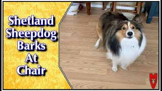 shorts Dog Barks At Chair  Shetland Sheepdog Playtime [upl. by Ytiak]