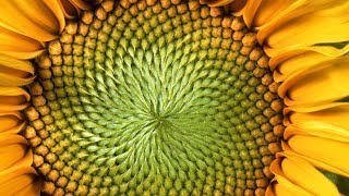 The MindBlowing Mathematics of Sunflowers  Instant Egghead 59 [upl. by Aytak828]