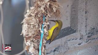 Watch mother Sunbird tell father Sunbird to catch more bugs [upl. by Shing855]