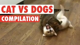 Cats vs Dogs The Ultimate Fight Battle [upl. by Derril115]