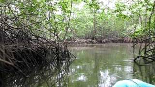 Ecuadorian Mangroves REMACAM I [upl. by Ardisi]