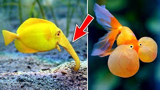 Top 10 Most Unique amp Rare Fish In The World [upl. by Seraphina]